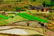 联合梯田：孕育水稻，孕育致富梦想