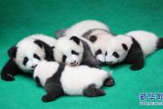 成都：7只新生大熊猫齐亮相
